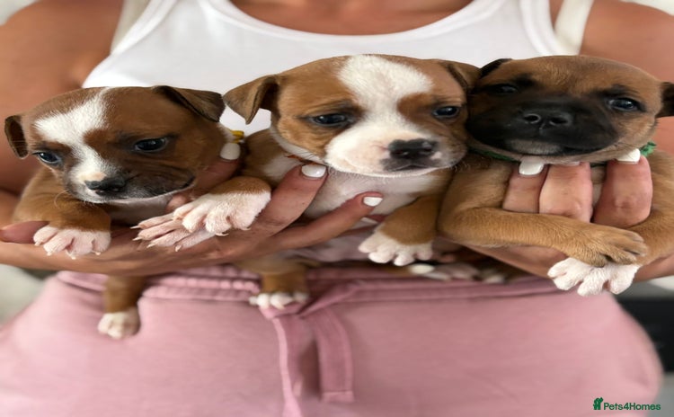 Staffordshire Bull Terrier dogs - Advert 1