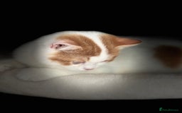 British Longhair cats for sale: Champion line PEDIGREE BLH/BSH kittens 🩵🩷💙 - Image 9