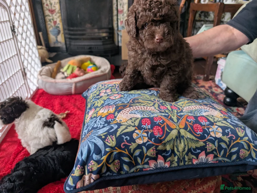 Pomapoo dogs for sale: 4 delightful pomapoo puppies for sale in London - Advert 1
