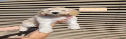 Labradoodle dogs for sale: Standard Multigeneration Labradoodle Backcross - Advert 27