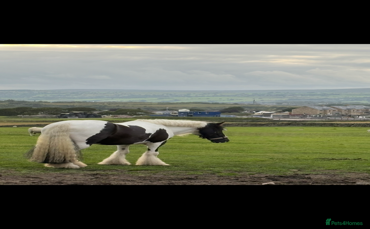 Irish Cob horses Traditional Cob - Advert 1