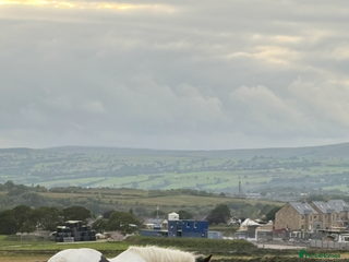 Irish Cob horses for sale: Traditional Cob - Advert 1