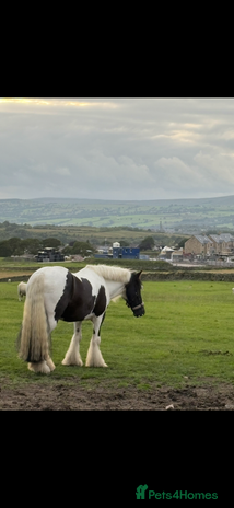 Irish Cob horses Traditional Cob - Advert 1