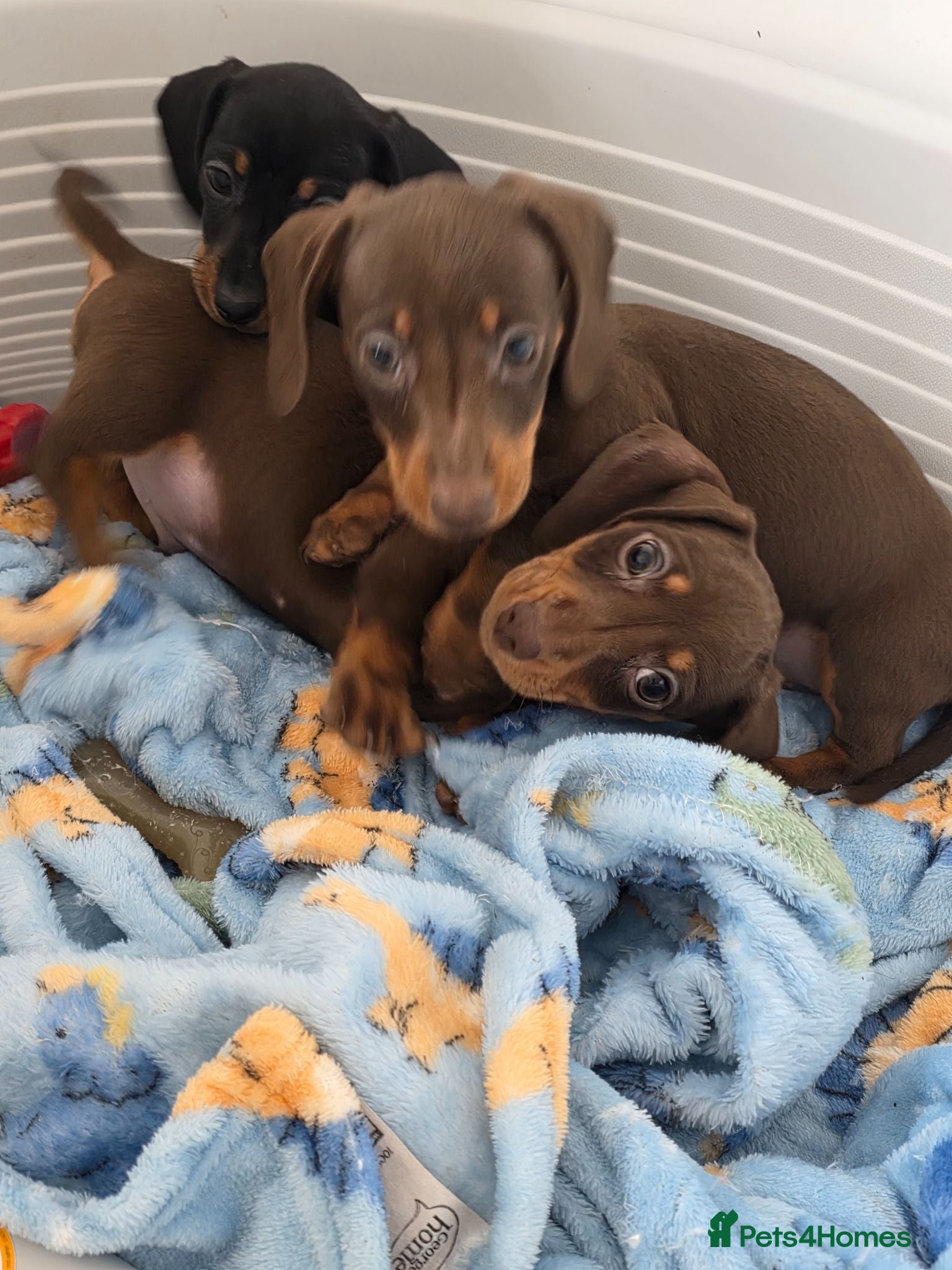 Miniature Dachshund dogs Mini dachshund pups ready to leave - Advert 14