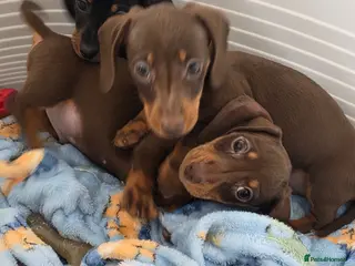 Miniature Dachshund dogs Mini dachshund pups ready to leave - Advert 14