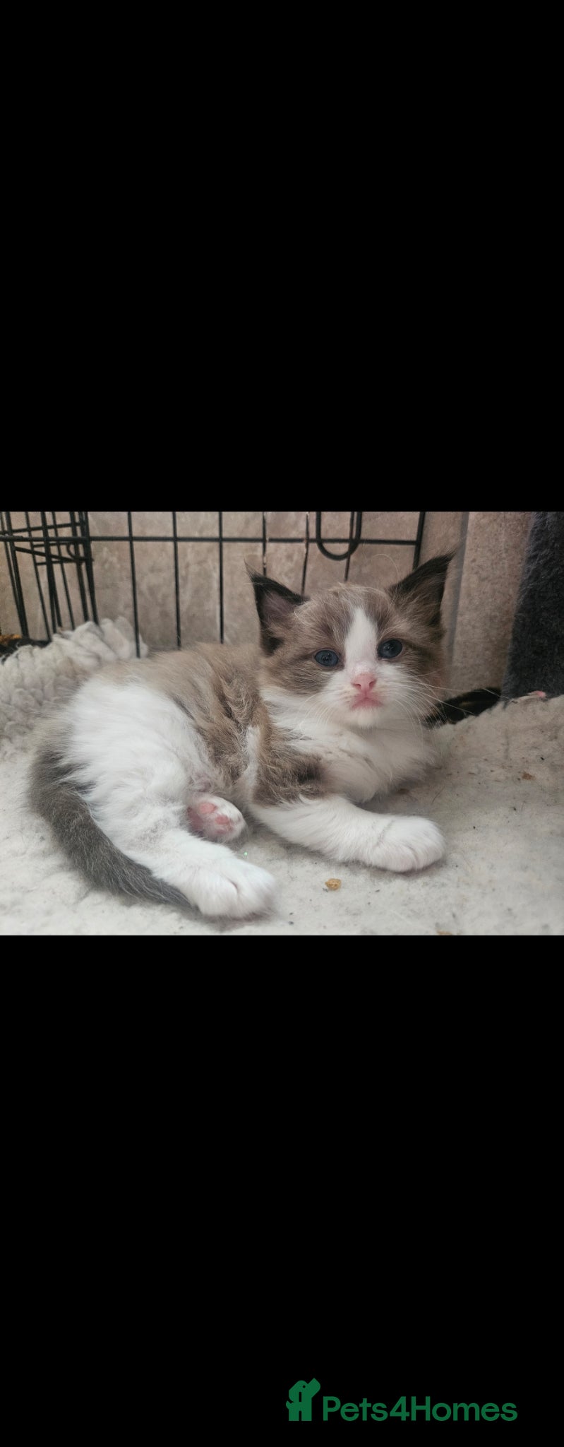 Ragdoll cats Gorgeous bicolour ragdolls  - Advert 13