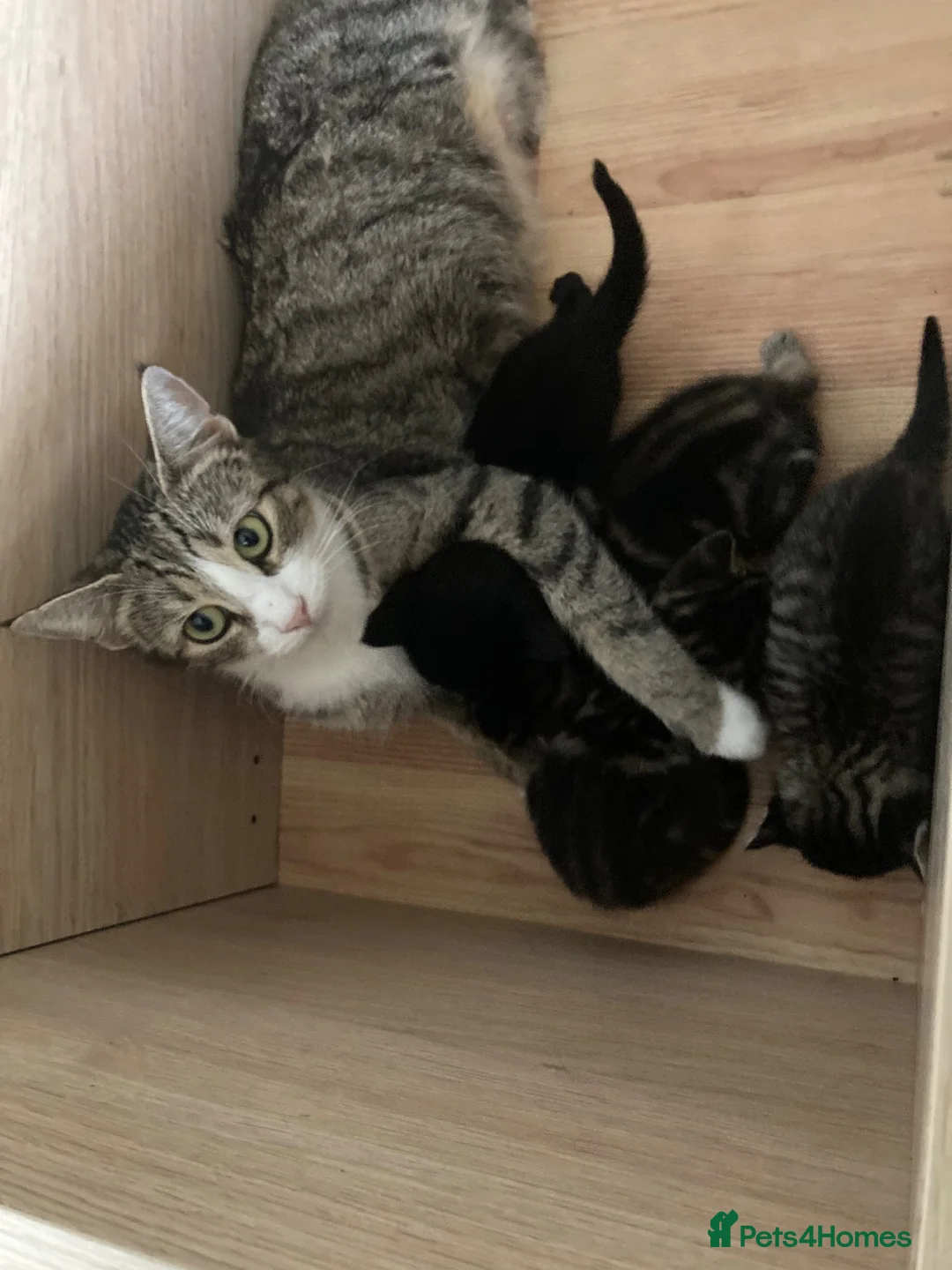 Mixed Breed cats for sale: 4 beautiful kittens - Advert 1