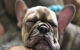 French Bulldog dogs for sale: GOLDEN French Bulldog  - Image 17