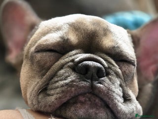 French Bulldog dogs - Advert 5