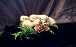 Miniature Dachshund dogs for sale: English Cream miniature dachshund  - Advert 21