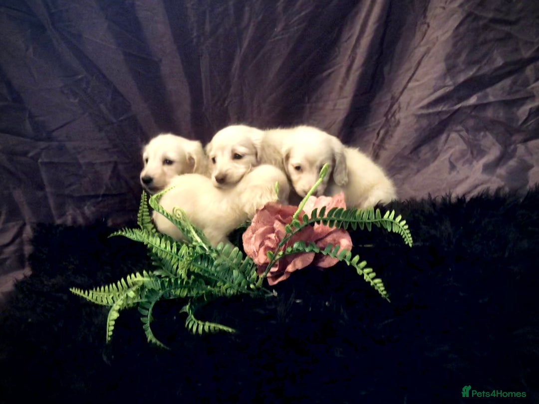 Miniature Dachshund dogs for sale: English Cream miniature dachshund  - Advert 21