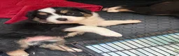 Australian Shepherd dogs for sale: Pedigree KC reg Australian Shepherd puppies - Advert 6