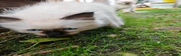Ragdoll cats for sale: Kittens ready to new home  - Advert 14