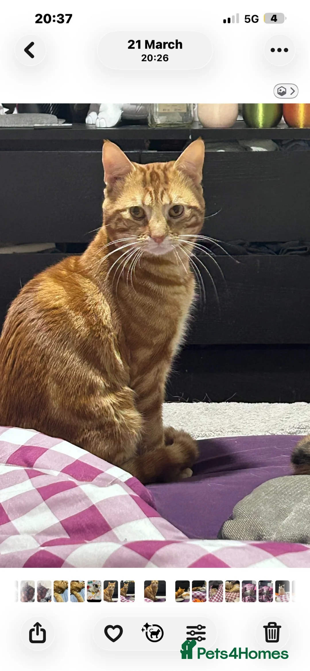 Mixed Breed cats for sale: BSH x persian mix in Ilford - Advert 6