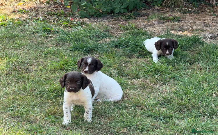 English Springer Spaniel dogs - Advert 1
