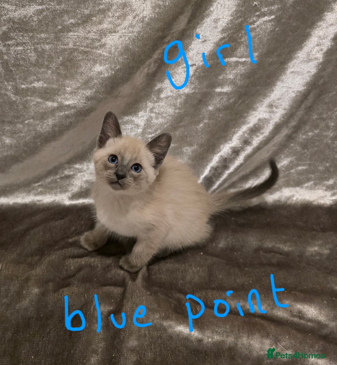 Siamese cats for sale: TRADITIONAL SIAMESE KITTENS  - Advert 8