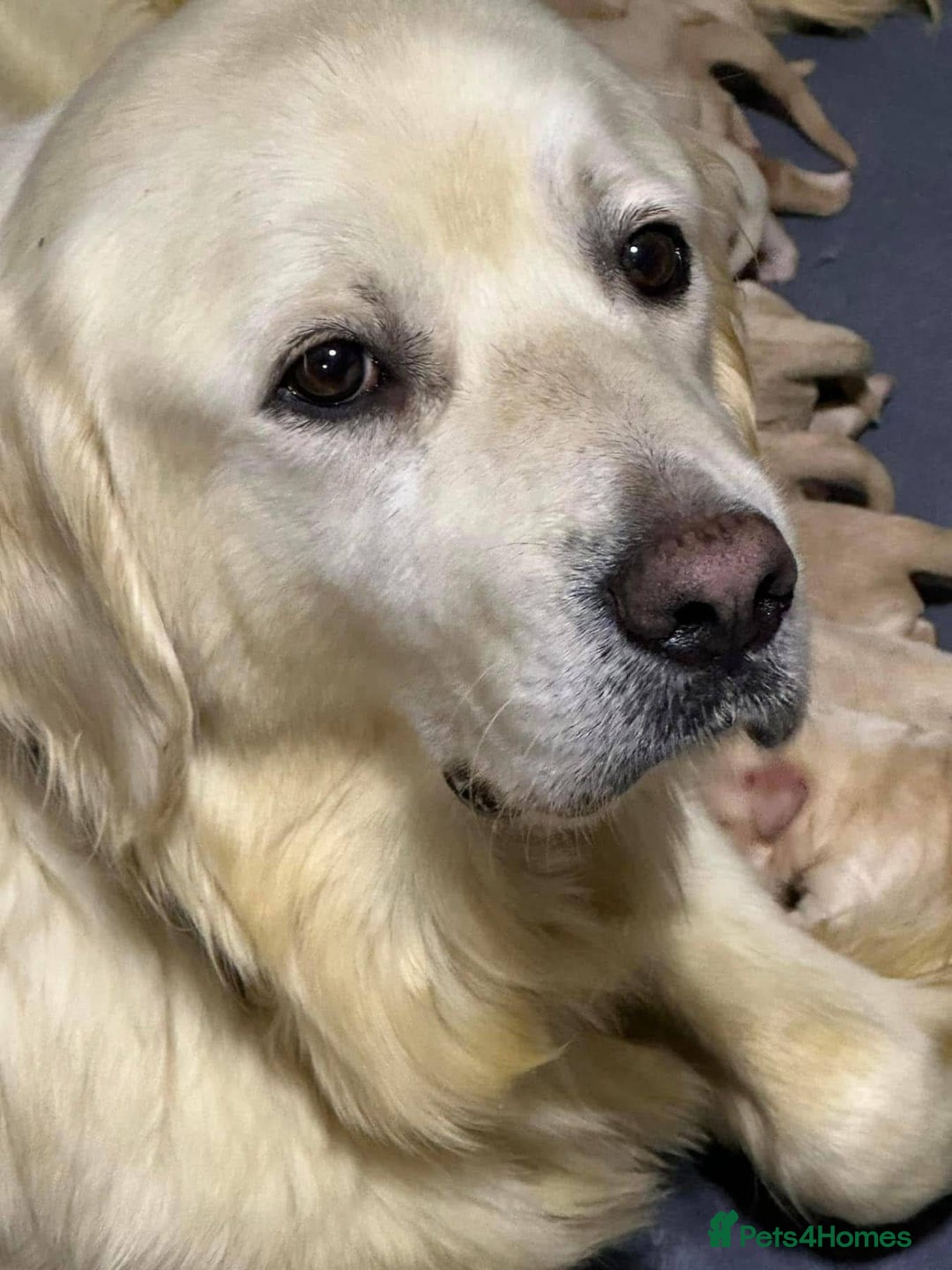 Golden Retriever dogs for sale: Beautiful Golden Retriever - Image 3