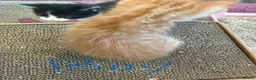 Maine Coon cats for sale: Maine coon mix kittens - Advert 8