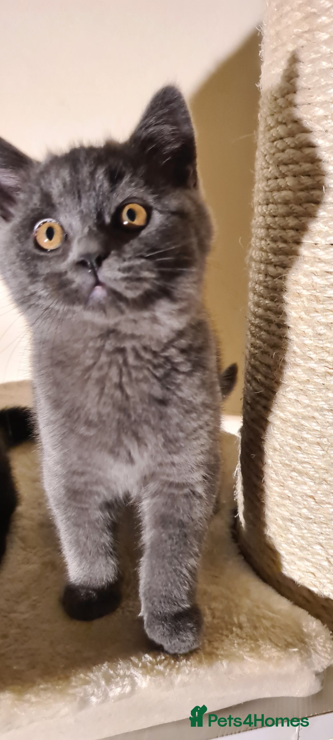 British Shorthair cats for sale: British shorthair black and blue kittens - Advert 15