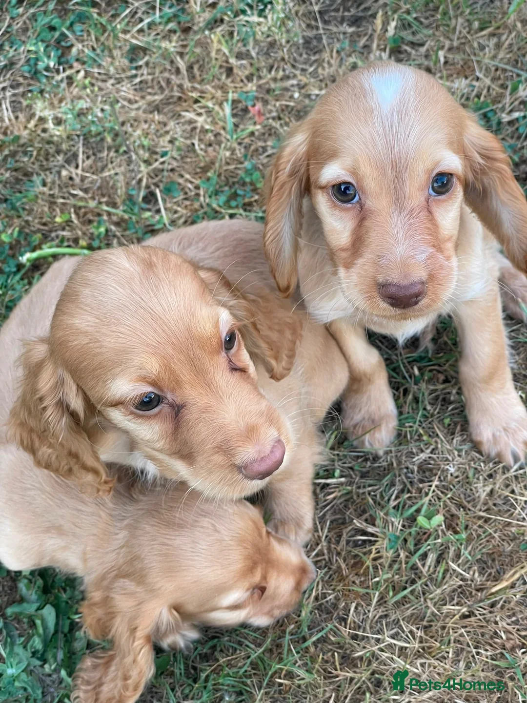 Cocker Spaniel dogs for sale: Cocker spaniel puppies - Advert 4