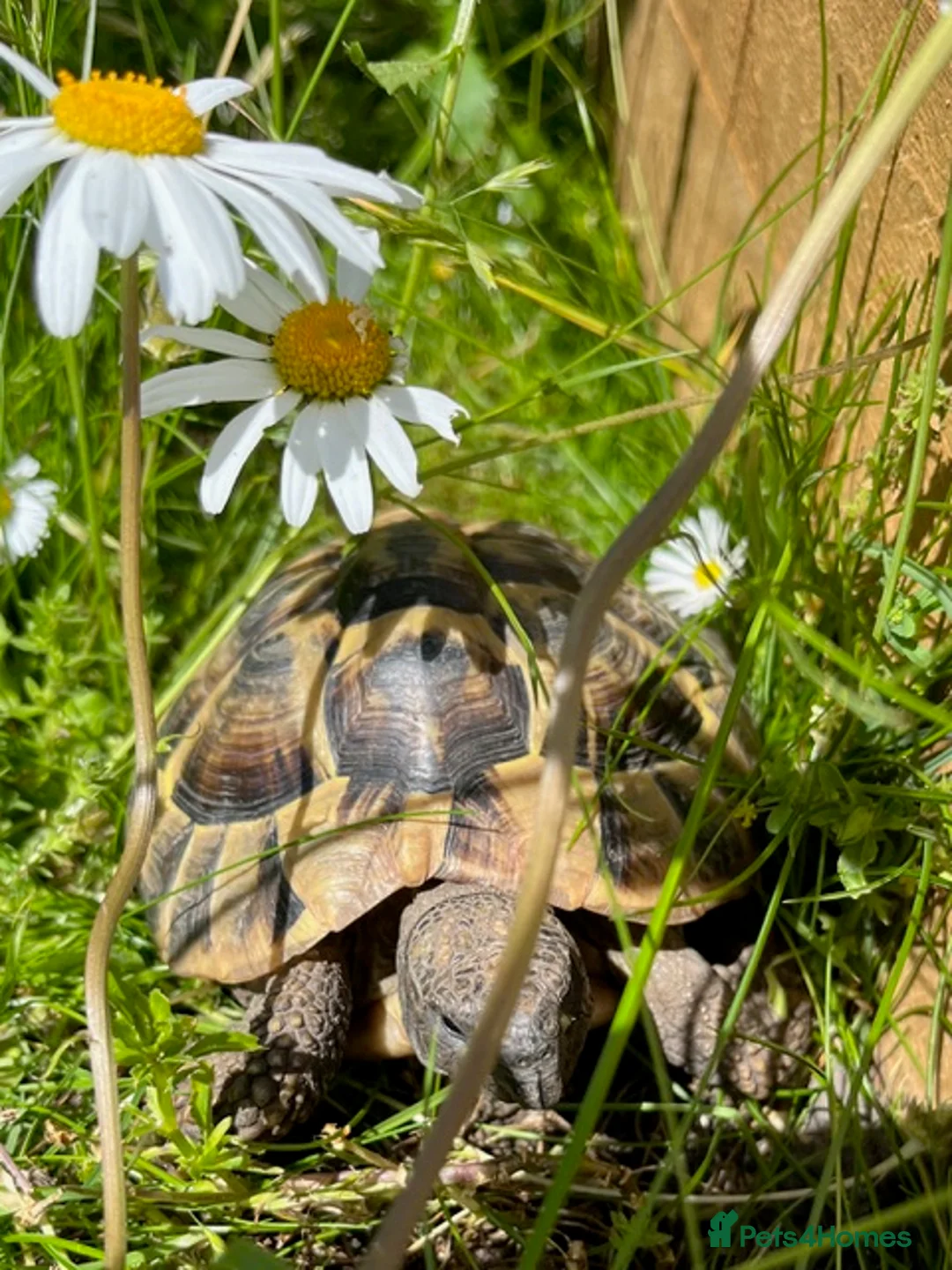 Hermann Tortoise reptiles for sale: Herman Tortoise - 10yrs old - Advert 2