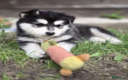 Siberian Husky dogs for sale: Beautiful Male and Female Husky pups  - Image 2