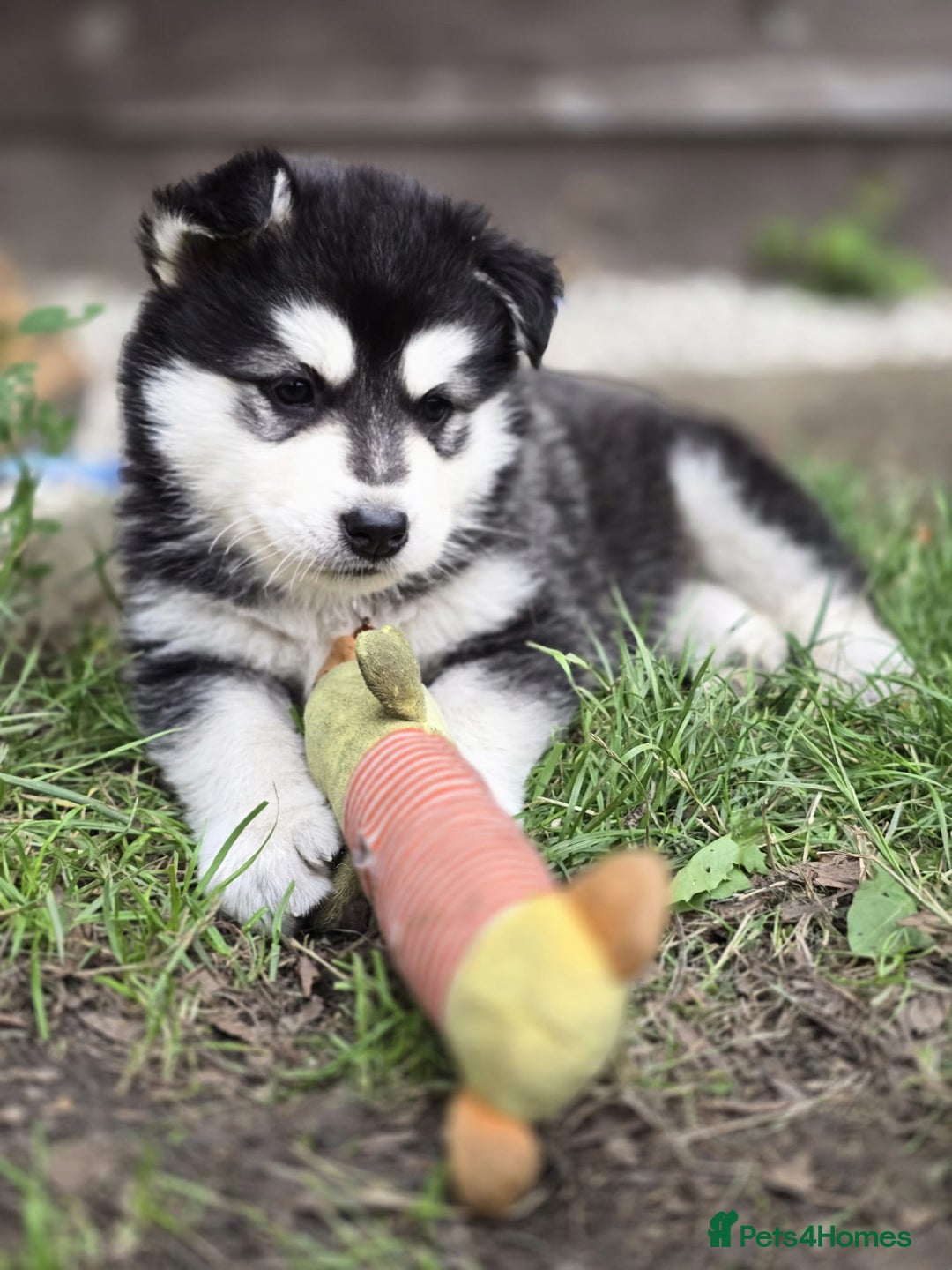 Siberian Husky dogs for sale: Beautiful Male and Female Husky pups  - Image 2