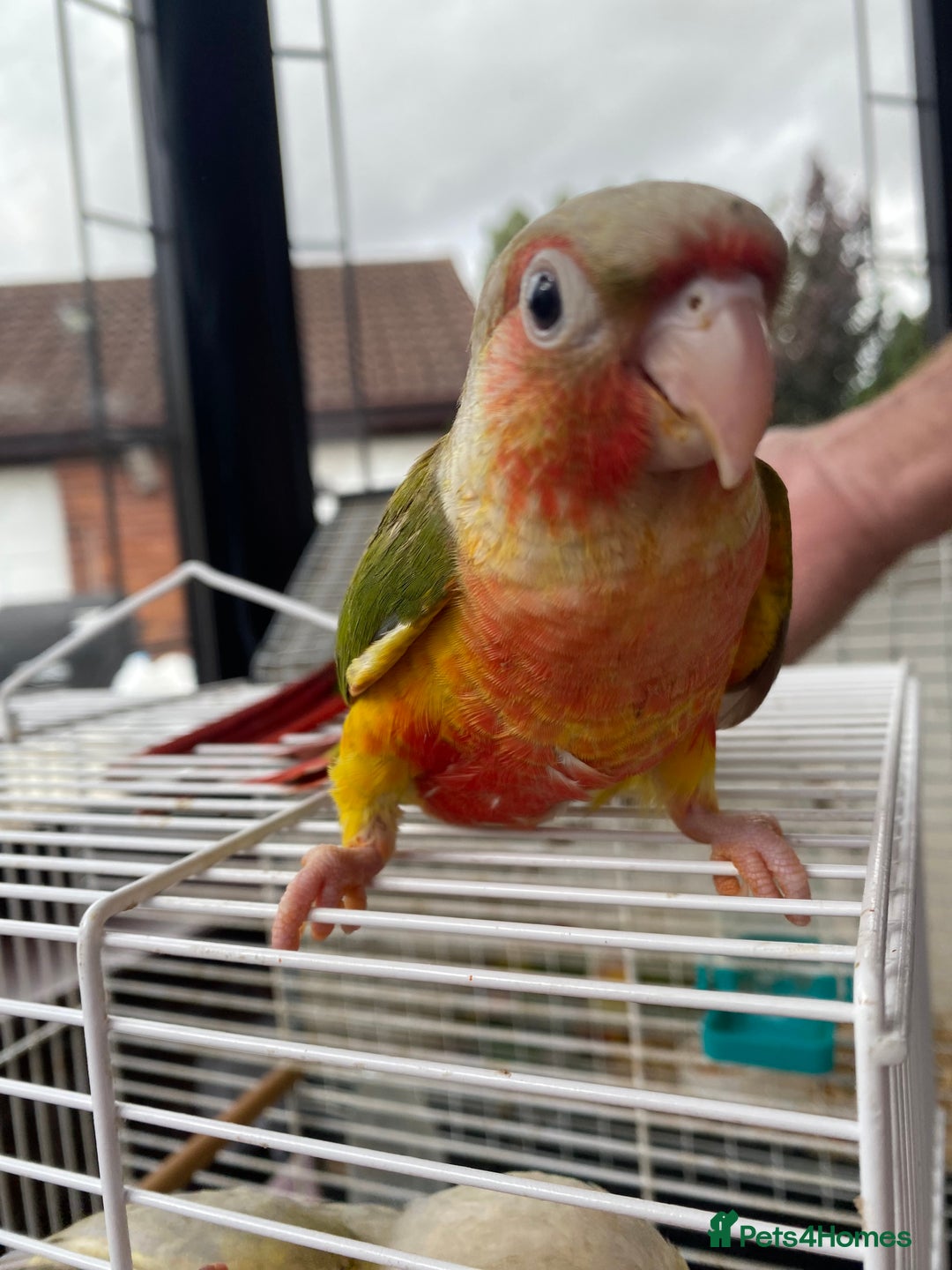 Conures birds for sale: Hand Tame Greencheek Conures - Image 2