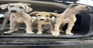 Mixed Breed dogs - Advert 16