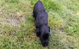 Cocker Spaniel dogs for sale: KC registered working cocker spaniel puppies. - Image 12