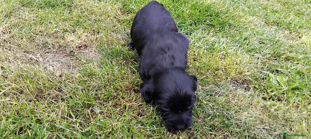 Cocker Spaniel dogs for sale: KC registered working cocker spaniel puppies. - Image 12