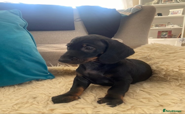 Dachshund dogs - Advert 10