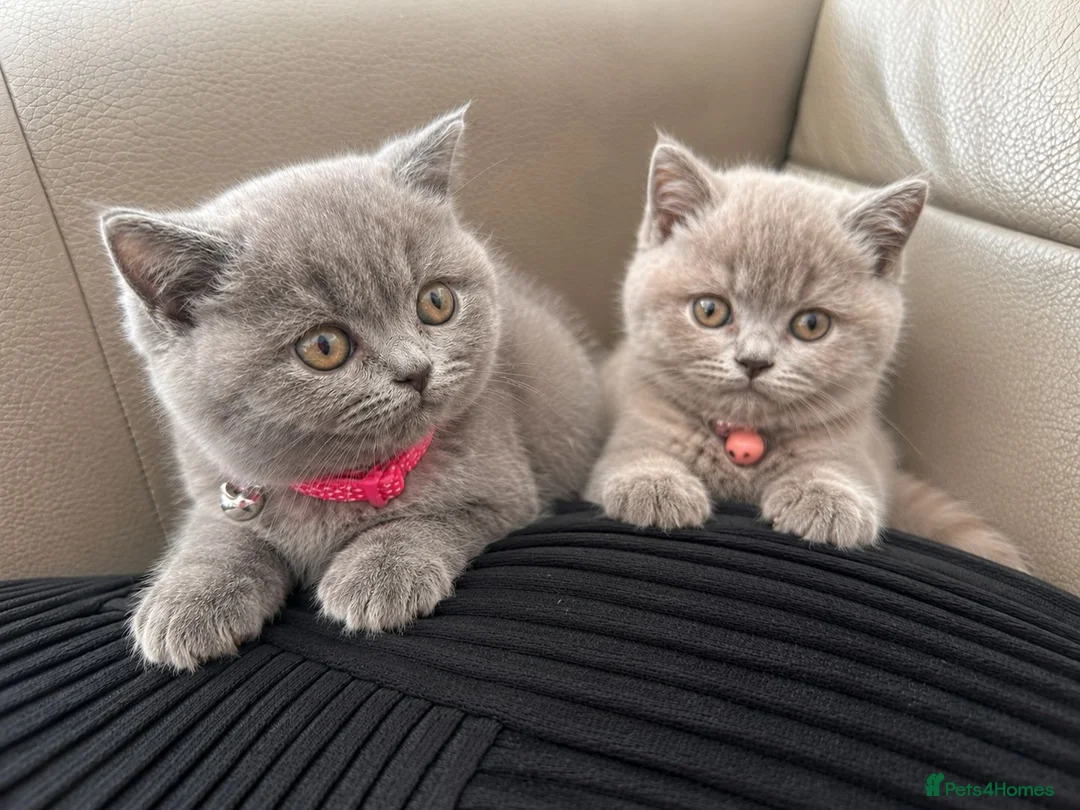 British Shorthair cats for sale: Two Gorgeous British Shorthair Kittens - Advert 3