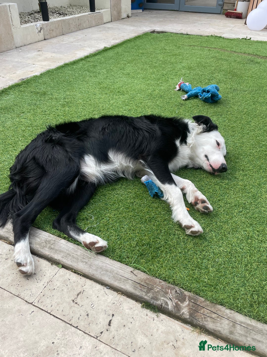Border Collie dogs for sale: Border Collie  - Image 6