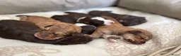 Bordoodle dogs for sale: LAST 1! OUTSTANDING SABLE BORDOODLE🧸 - Advert 7