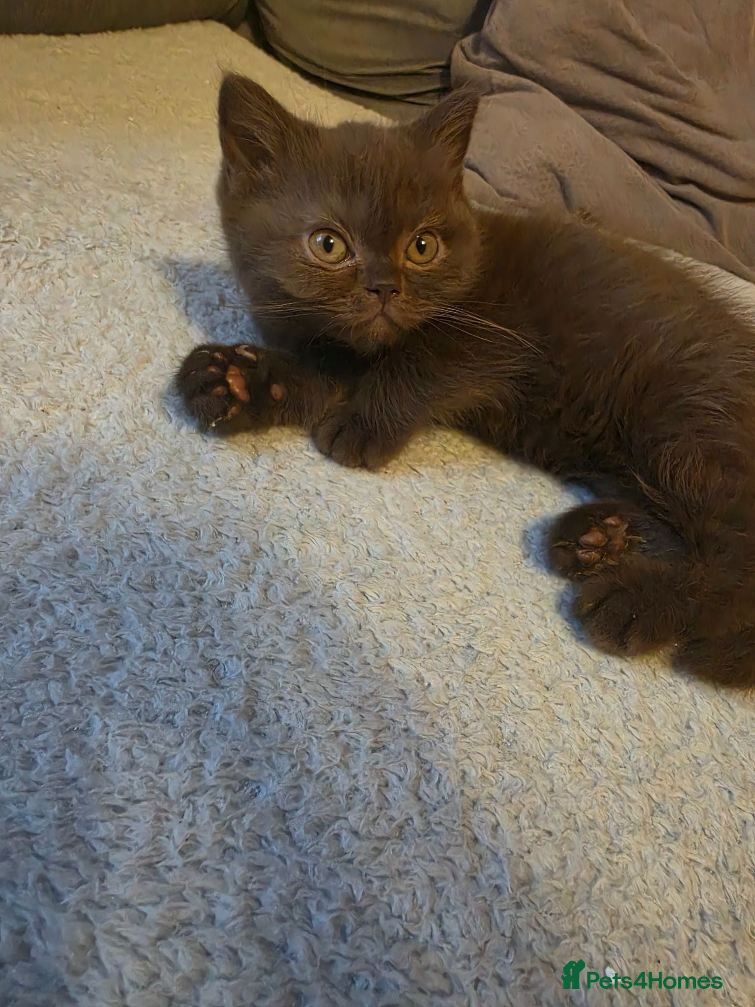 British Shorthair cats Stunning gccf lilac and chocolate females 🐾 - Advert 1
