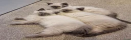 Ragdoll cats for sale: GCCF Ragdoll kittens. Lynx, Blue point. in Basingstoke - Advert 15