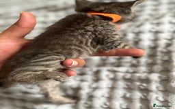 Maine Coon cats for sale: 🌟Adorable kittens now ready 4 forever home🌟 - Image 4