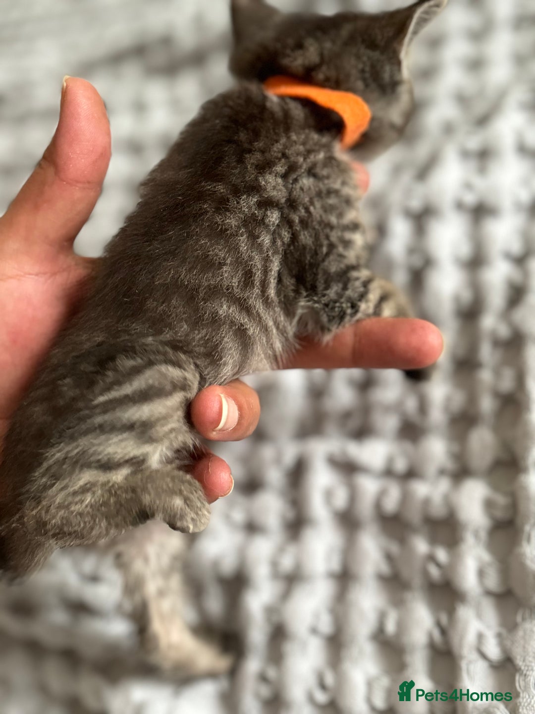 Maine Coon cats for sale: 🌟Adorable kittens now ready 4 forever home🌟 - Image 4