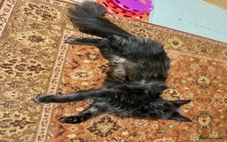 Maine Coon cats for sale: ✨ Beautiful Maine Coon Ex-Queen ✨ - Advert 3