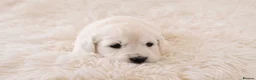 Golden Retriever dogs for sale: Newmiller Retrievers - One Boy Avaliable  - Advert 4