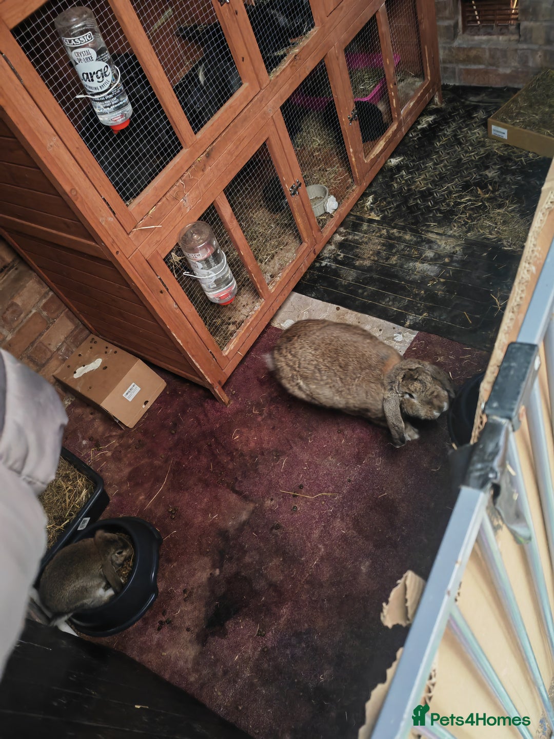 French Lop rabbits for sale: Giant lops beautiful example  - Image 1