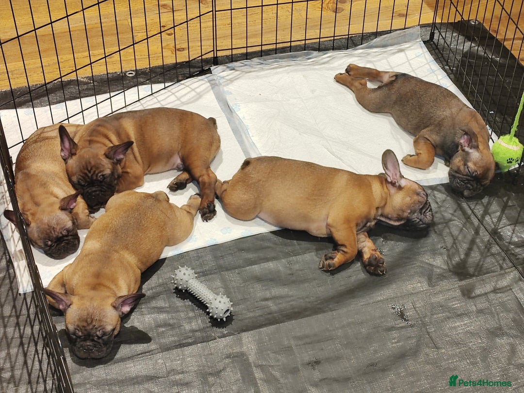 French Bulldog dogs for sale: 🌟 Beautiful French Bulldog Puppies  - Advert 29
