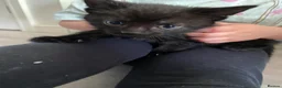Mixed Breed cats for sale: Black kittens  - Advert 4