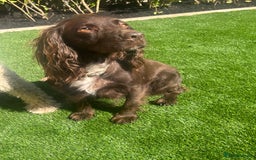 Cocker Spaniel dogs for sale: GORGEOUS WORKING COCKER SPANIEL  - Image 6