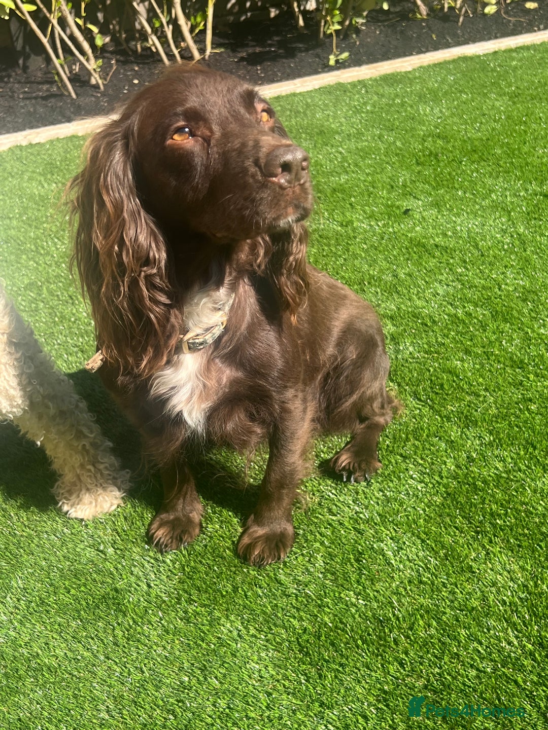 Cocker Spaniel dogs for sale: GORGEOUS WORKING COCKER SPANIEL  - Image 6