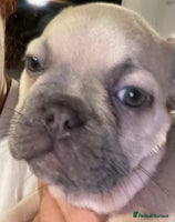 French Bulldog dogs - Advert 14