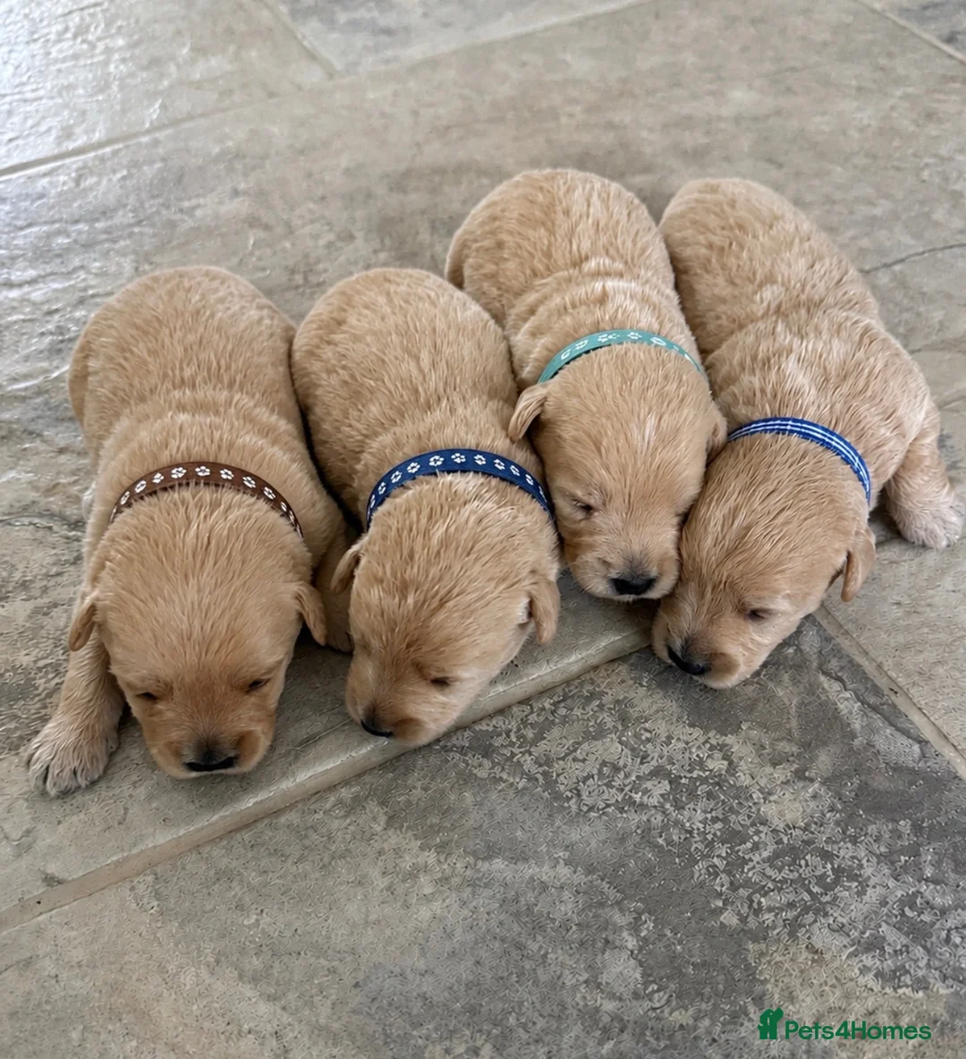 Westiepoo dogs for sale: Stunning Westiepoo’s From Health Tested Parents 🧬 - Advert 3