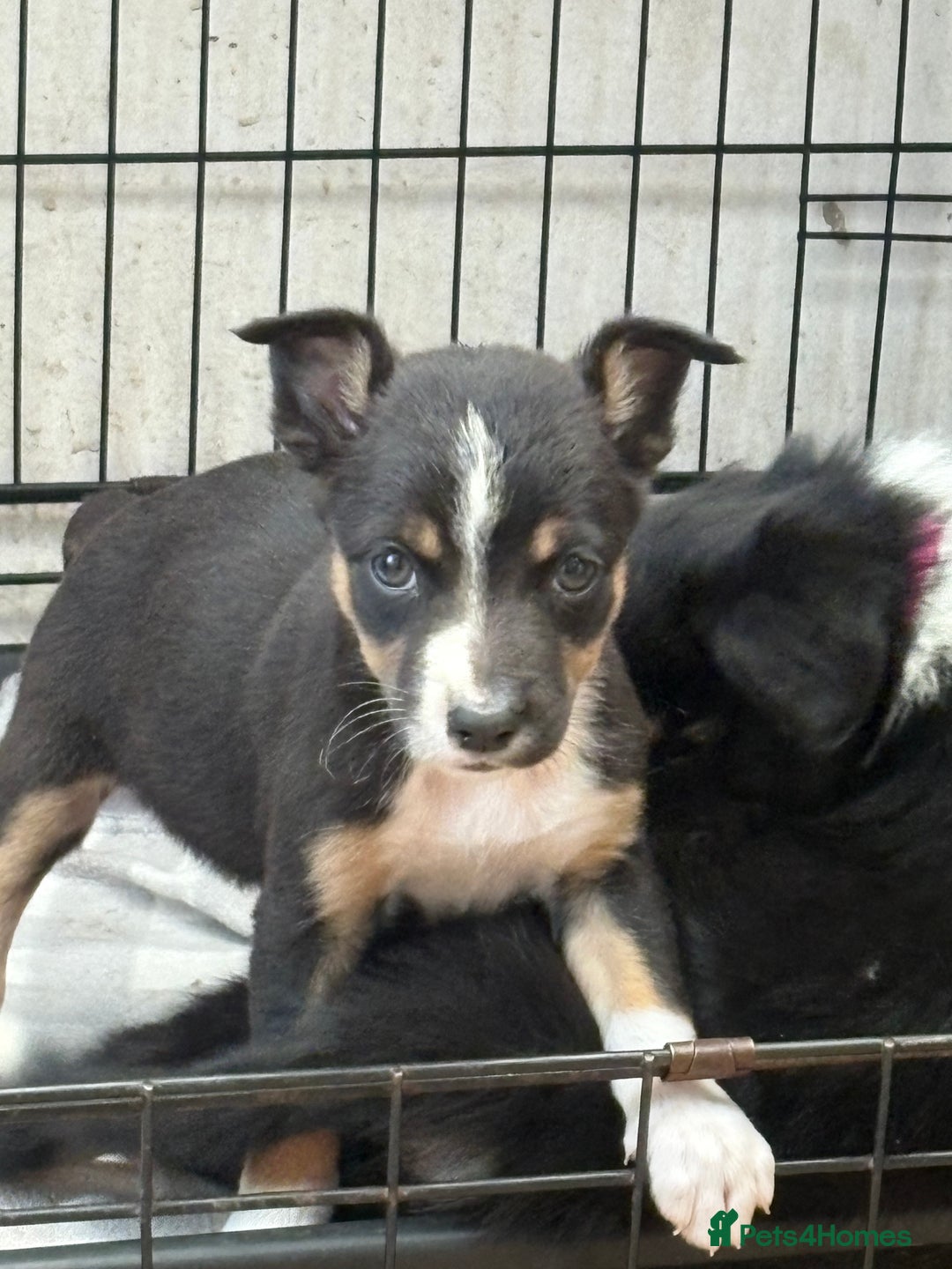 Border Collie dogs for sale: Border collie puppies ** Ready to Leave ** - Image 16