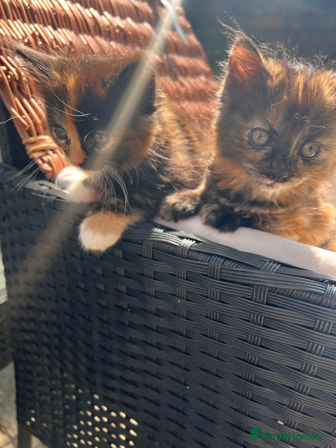 Mixed Breed cats for sale: 4 gorgeous fluffy rag doll mixed kittens - Advert 2